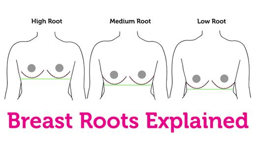 Breast Roots - The Low-down – Curvy Kate CA